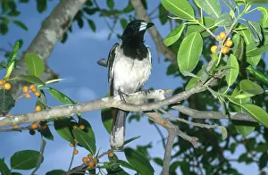 Nigrogularis: Pied Butcherbird