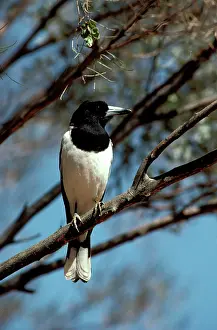 Nigrogularis: Pied butcherbird (Cracticus nigrogularis) on branch
