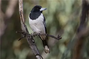 Alice: Pied Butcherbird - On a dead branch - Alice Springs