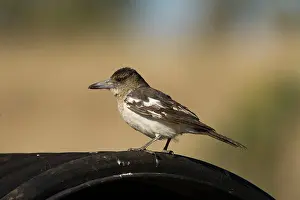 Nigrogularis: Pied Butcherbird - immature
