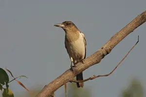 Nigrogularis: Pied Butcherbird - Immature