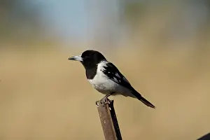 Nigrogularis: Pied Butcherbird male