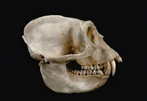 Colobus: Pied Colobus Monkey skull