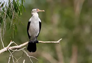 Varius: Pied Cormorant