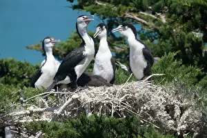 Varius: Pied Cormorant