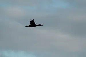 Harbour: Pied Cormorant in flight