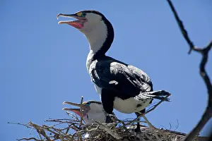 Varius: Pied Cormorant - on nest