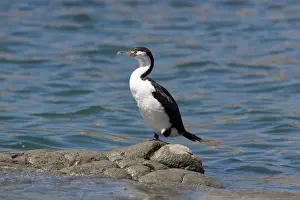 Varius: Pied Cormorant - on a rock in the water