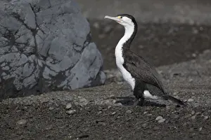 090818: Pied Cormorant - Standing on a beach at Kaikoura