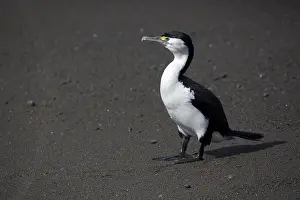 090818: Pied Cormorant - Standing on a beach at Kaikoura