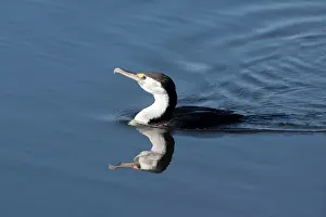 Varius: Pied Cormorant - in a stream near Waikuku