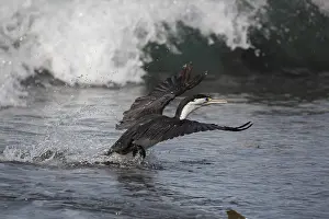 090818: Pied Cormorant - Taking off from a beach - at Kaikoura