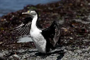090720: Pied Cormorant - Wing flapping - standing on stony