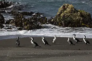 Cormorants: Pied Cormorants - Standing on a beach at Kaikoura
