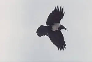 Crow: PIED CROW