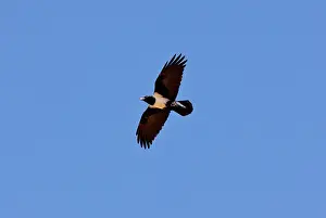 Namaqua: Pied Crow - in flight. Namaqua Desert, Namaqualand