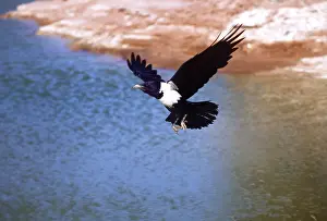Crows: PIED CROW - in flight, over water