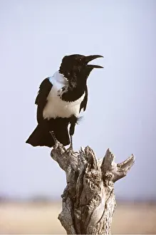 Crows: Pied Crow - panting in desert heat