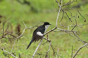 Clamator: Pied Cuckoo - perched among dead twigs - wing held down