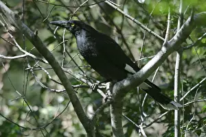 Currawong: Pied Currawong