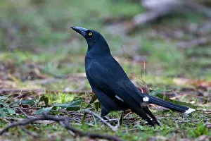 Currawong: Pied Currawong