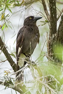 Currawong: Pied Currawong