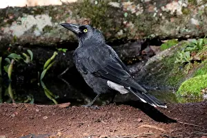 Currawong: Pied Currawong