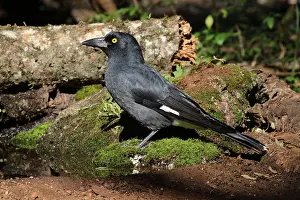Currawong: Pied Currawong female