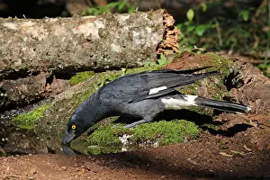 Currawong: Pied Currawong female