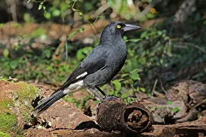 Currawong: Pied Currawong female