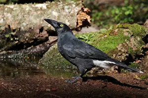 Currawong: Pied Currawong male