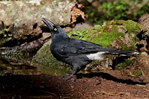 Currawong: Pied Currawong male