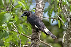 Currawong: Pied Currawong - perched in a persimmon tree
