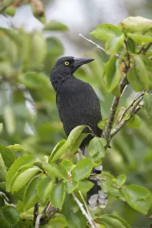 Currawong: Pied Currawong - perched in a persimmon tree