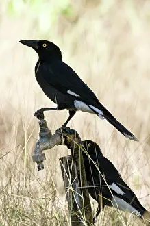 Strepera: Pied currawongs