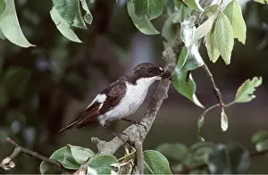 Pied: PIED FLYCATCHER - on branch, holding fly in beak