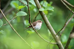 Ficedula: Pied Flycatcher - female