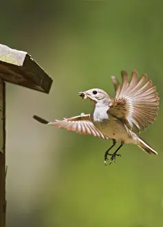 Ficedula: Pied Flycatcher - female flying to nest box with food