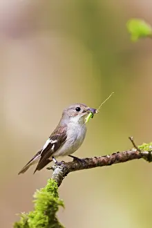Ficedula: Pied Flycatcher - female with food in mouth