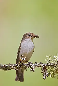 Ficedula: Pied Flycatcher - female with food in mouth
