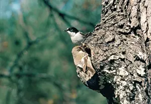 Ficedula: Pied Flycatcher - female nest building & male on look out