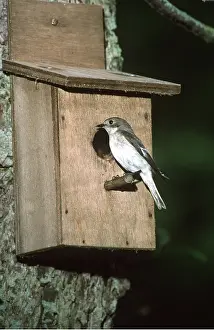 Boxes: Pied Flycatcher - Female at nestbox