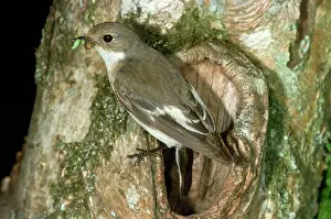 R T Smith: Pied Flycatcher - with food in beak