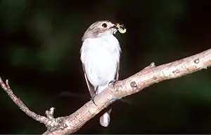 R T Smith: PIED FLYCATCHER - insect in beak, female