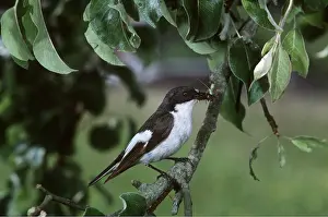 Pied: PIED FLYCATCHER - male