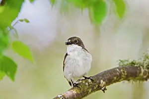 Ficedula: Pied Flycatcher - male near nest
