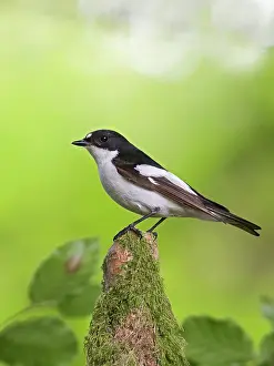 Ficedula: Pied Flycatcher - male near nest - side view