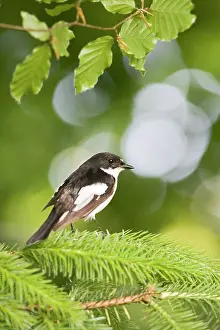 Ficedula: Pied flycatcher - male near nest - side view