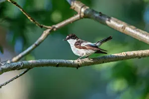Caught: Pied Flycatcher - Male - With Prey - UK