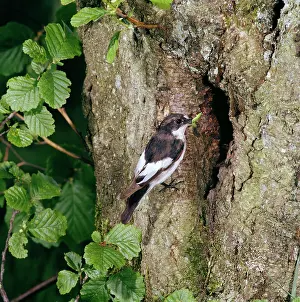 Ficedula: PIED FLYCATCHER - male at tree nest